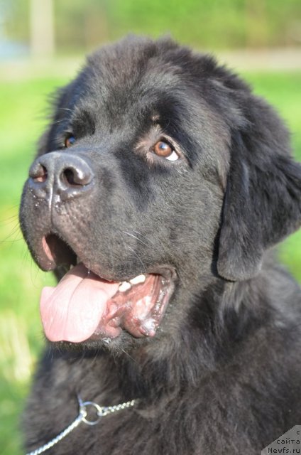 Фото: ньюфаундленд Princ Al'finskiy (Принц Альфинский)