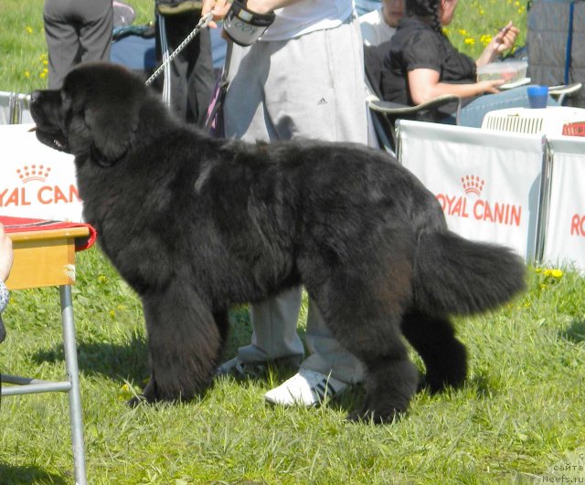 Фото: ньюфаундленд Ursinus Velutus Touch Of Magic