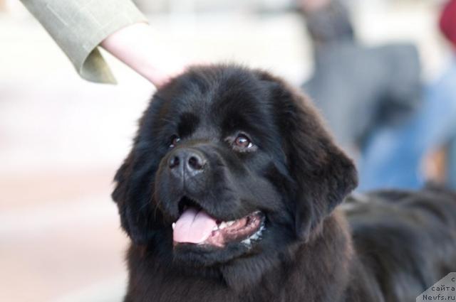 Фото: ньюфаундленд Potap Felicia (Потап Фелиция)