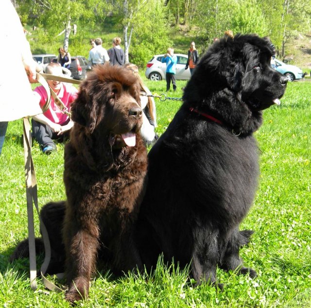 Фото: ньюфаундленд Funnewf Gospozha Udacha (Фанньюф Госпожа Удача), ньюфаундленд Funnewf Uletnaya Devchenka (Фанньюф Улетная Девчонка)