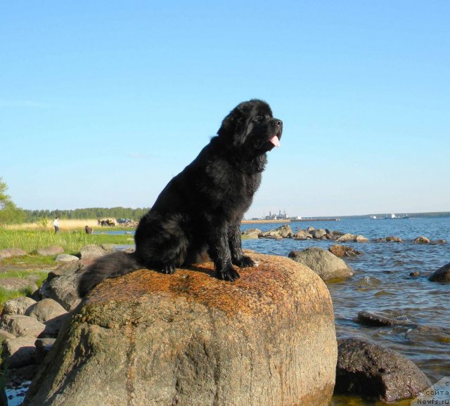 Фото: ньюфаундленд Aquatoriya Kelvin Kadril (Акватория Келвин Кадриль)