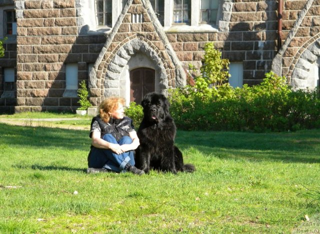 Фото: ньюфаундленд Aquatoriya Kelvin Kadril (Акватория Келвин Кадриль), Lyubov' Jakova (Любовь Жакова)