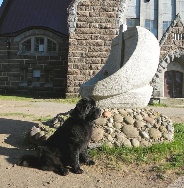 Фото: ньюфаундленд Aquatoriya Kelvin Kadril (Акватория Келвин Кадриль)