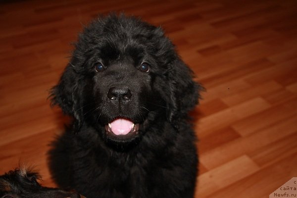 Фото: ньюфаундленд Pitern'yuf Hip-Hop (Питерньюф Хип-Хоп)