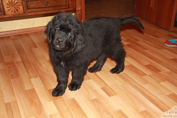 Фото: ньюфаундленд Pitern'yuf Hip-Hop (Питерньюф Хип-Хоп)