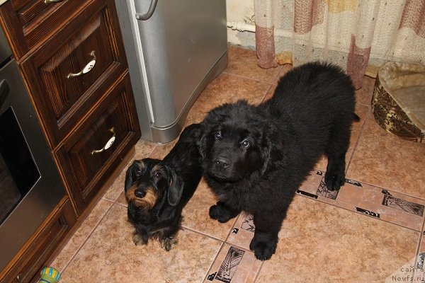 Фото: ньюфаундленд Pitern'yuf Hip-Hop (Питерньюф Хип-Хоп)