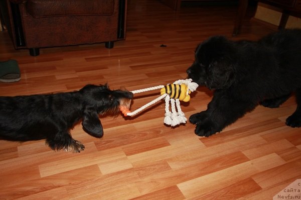 Фото: ньюфаундленд Pitern'yuf Hip-Hop (Питерньюф Хип-Хоп)