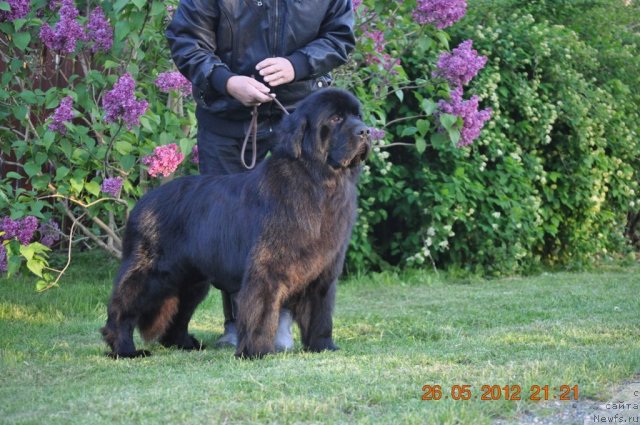 Фото: ньюфаундленд Sazha s Berega Dona (Сажа с Берега Дона)