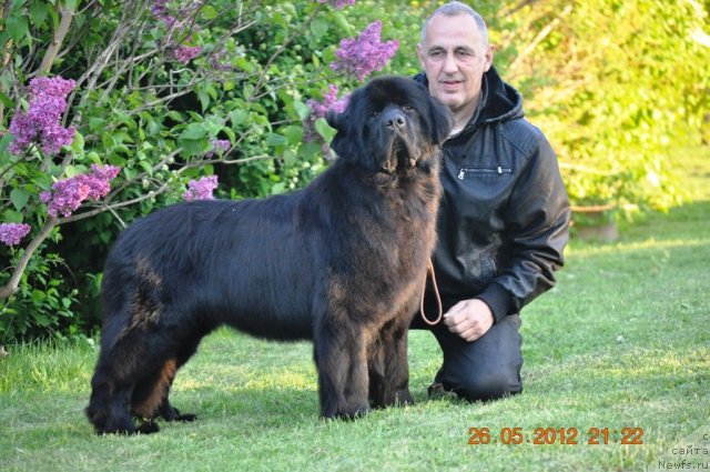 Фото: ньюфаундленд Sazha s Berega Dona (Сажа с Берега Дона)