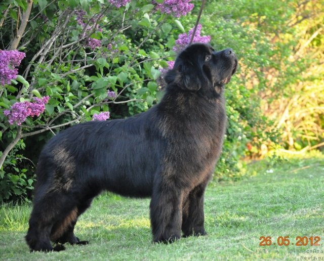 Фото: ньюфаундленд Sazha s Berega Dona (Сажа с Берега Дона)