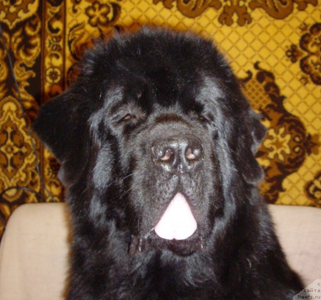 Фото: ньюфаундленд Aquatoriya Kelvin Kadril (Акватория Келвин Кадриль)