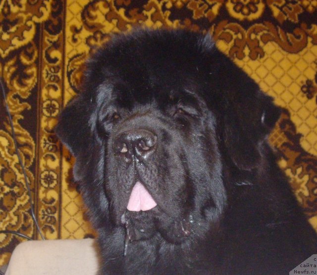 Фото: ньюфаундленд Aquatoriya Kelvin Kadril (Акватория Келвин Кадриль)