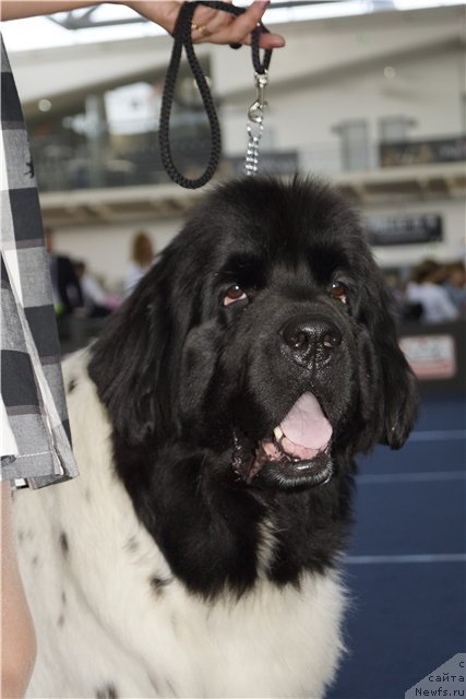 Фотография № 97172