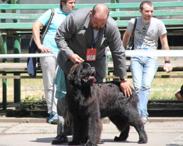 Фото: ньюфаундленд Zvezdnij Dar Afina dlja Berega Dona (Звездный Дар Афина для Берега Дона)