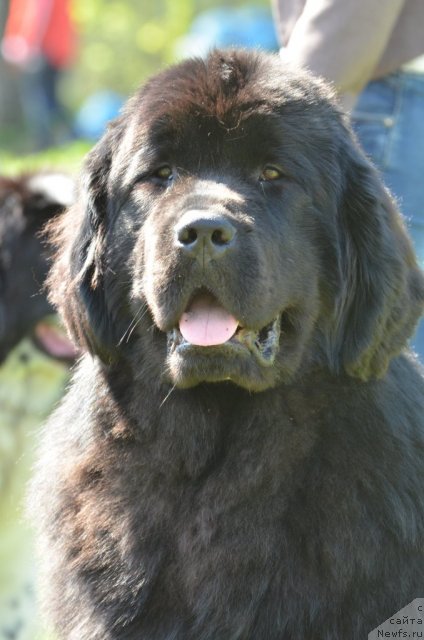 Фотография № 97183