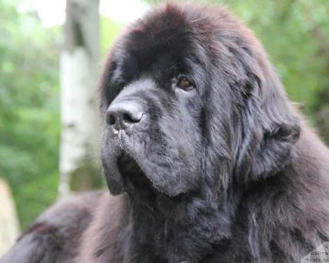 Фото: ньюфаундленд Sentyabrina s Berega Dona (Сентябрина с Берега Дона)