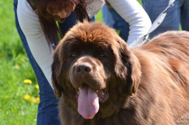 Фото: ньюфаундленд Aquatoriya Kelvin Royal Teddy Bear (Акватория Келвин Ройал Тедди Беар)