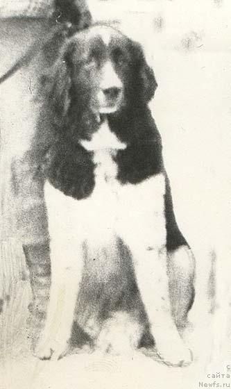 Фото: ньюфаундленд Karmensita Vays (Карменсита Вайс)