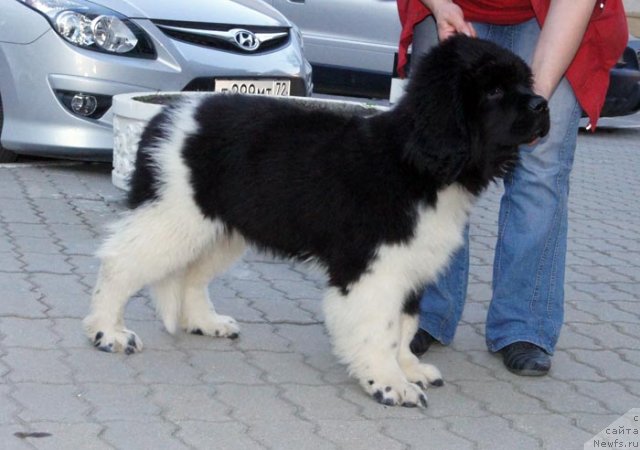 Фотография № 97200