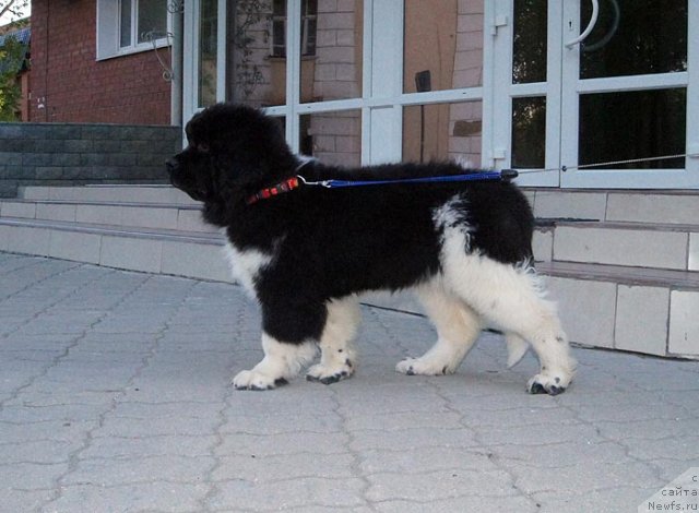 Фотография № 97201