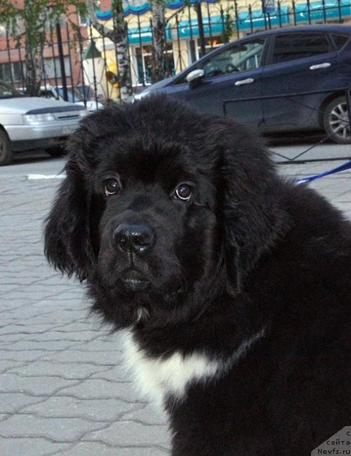 Фотография № 97203