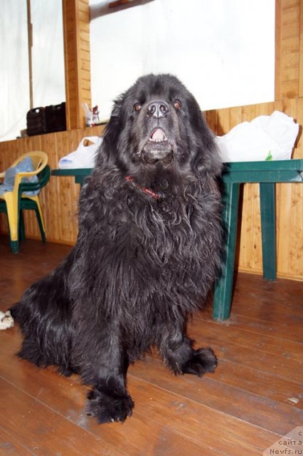 Фотография № 97211