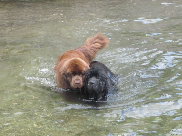 Фото: ньюфаундленд Aquatoriya Kelvin Reds Begin and Win (Акватория Келвин Редс Бегин энд Вин), ньюфаундленд Akvatoriya Kelvin Oushen Drim (Акватория Келвин Оушен Дрим)