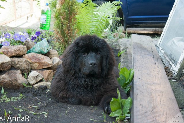 Фото: Anna Rogova (Анна Рогова), ньюфаундленд N'yufort Ryendom Blyek (Ньюфорт Рэндом Блэк)