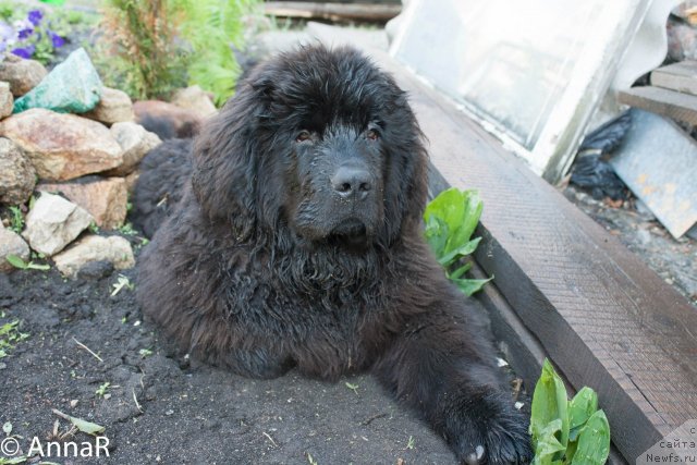 Фото: ньюфаундленд N'yufort Ryendom Blyek (Ньюфорт Рэндом Блэк)