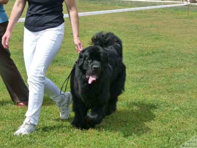 Фото: ньюфаундленд Zagadka Dominika Kara Deniz (Загадка Доминика Кара Дениз)