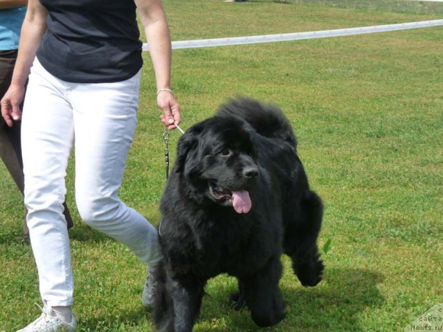 Фото: ньюфаундленд Zagadka Dominika Kara Deniz (Загадка Доминика Кара Дениз)