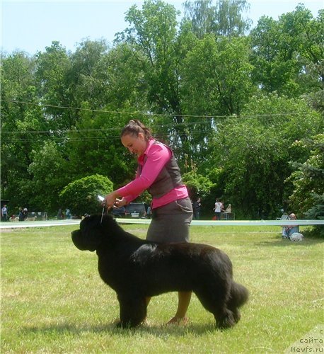 Фото: ньюфаундленд Beguschaya po Volnam Zodiak (Бегущая по Волнам Зодиак)