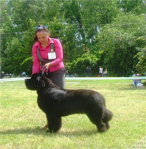 Фото: ньюфаундленд Beguschaya po Volnam Zodiak (Бегущая по Волнам Зодиак)