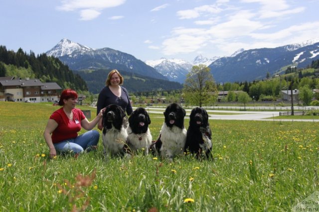 Фото: Nataliya Velikanova (Наталия Великанова), Ekaterina Kormakova (Екатерина Кормакова), ньюфаундленд Piternyuf I Did It Again (Питерньюф И Дид Ит Агаин), ньюфаундленд Don't Worry Be Happy de L'Etoile de Cyrice, ньюфаундленд Piternyuf Prodigy (Питерньюф Продижи), ньюфаундленд Piternyuf Enigma (Питерньюф Енигма)