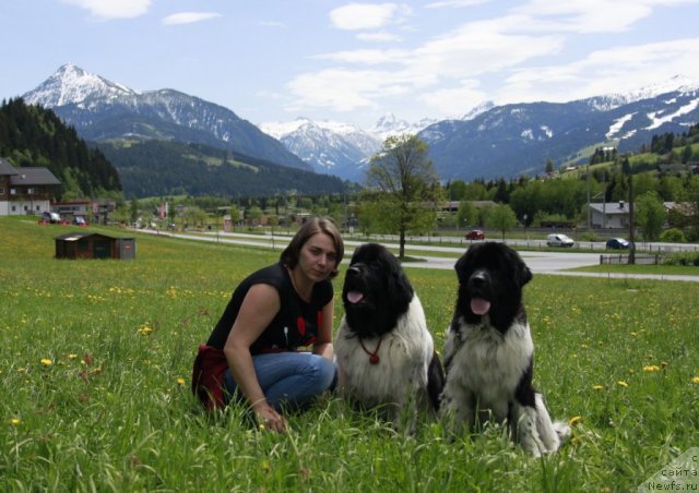 Фото: ньюфаундленд Piternyuf I Did It Again (Питерньюф И Дид Ит Агаин), ньюфаундленд Don't Worry Be Happy de L'Etoile de Cyrice, Kseniya Semikova (Ксения Семикова)