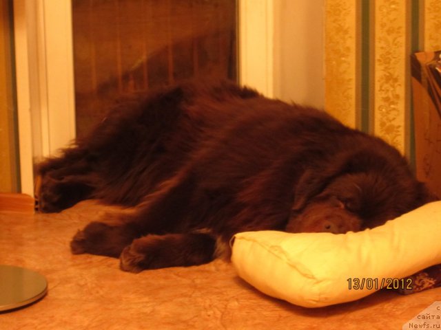 Фото: ньюфаундленд Povelitel' Velikih Ozer (Повелитель Великих Озер)