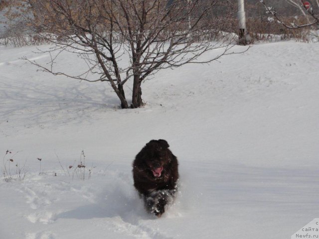Фото: ньюфаундленд Povelitel' Velikih Ozer (Повелитель Великих Озер)