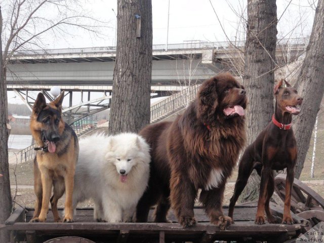 Фото: ньюфаундленд Povelitel' Velikih Ozer (Повелитель Великих Озер)