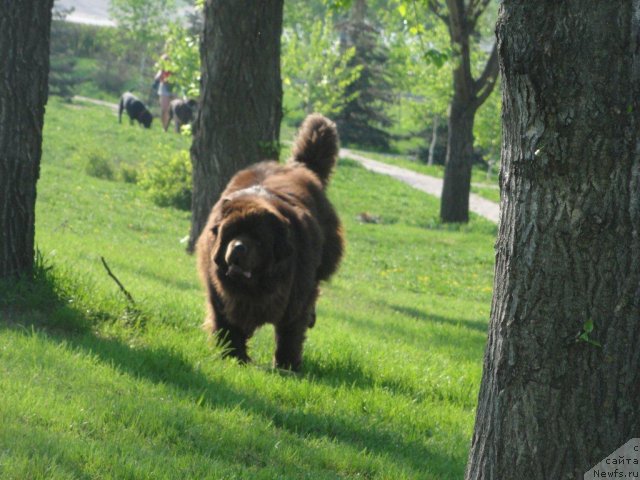 Фото: ньюфаундленд Povelitel' Velikih Ozer (Повелитель Великих Озер)