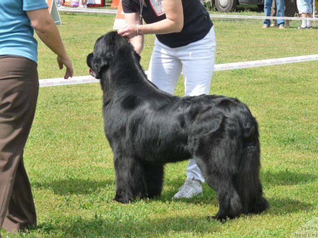 Фото: ньюфаундленд Zagadka Dominika Kara Deniz (Загадка Доминика Кара Дениз)