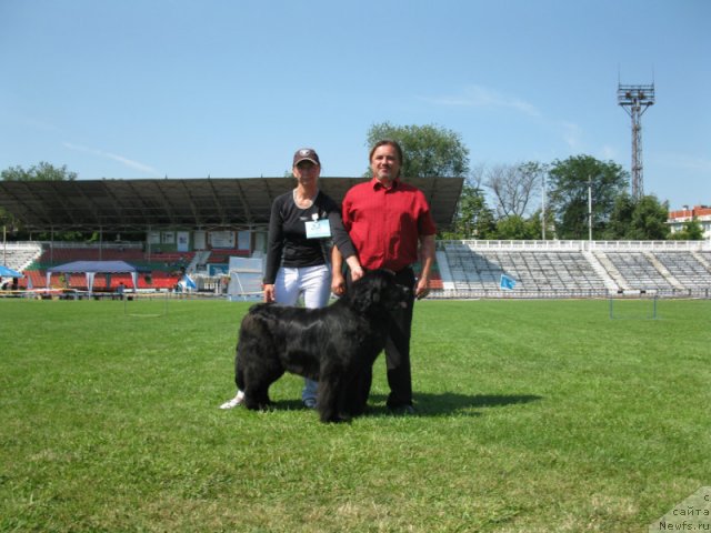 Фото: ньюфаундленд Assol Anjelika (Ассоль Анжелика)