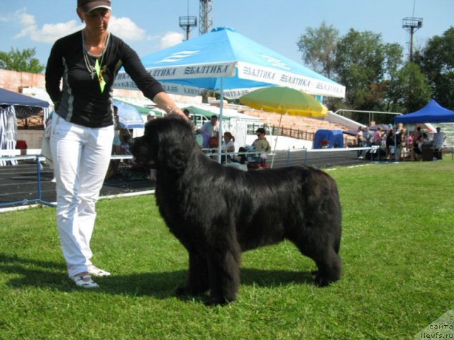 Фото: ньюфаундленд Assol Anjelika (Ассоль Анжелика)
