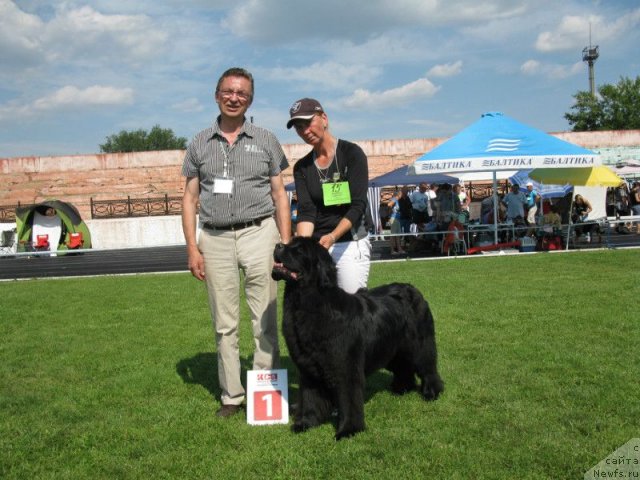 Фото: ньюфаундленд Assol Anjelika (Ассоль Анжелика)