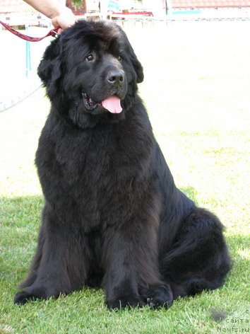 Фото: ньюфаундленд Assol Anjelika (Ассоль Анжелика)