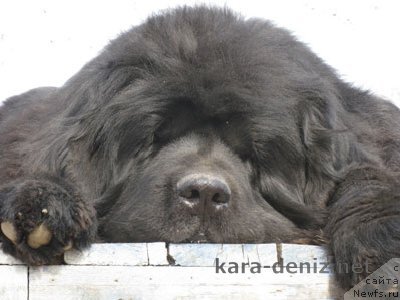 Фото: ньюфаундленд Vlas (Влас)