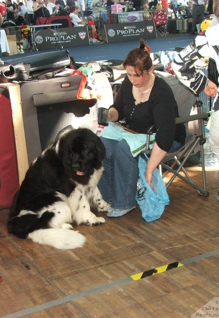 Фото: ньюфаундленд Plushevaya Panda Ulybka Ledi Scharm (Плюшевая Панда Улыбка Леди Шарм)