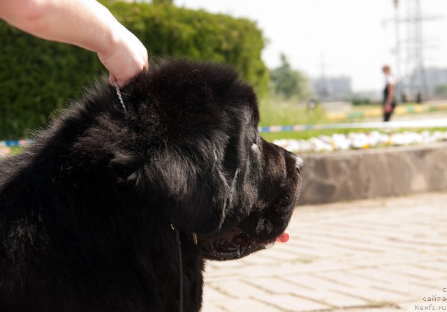 Фото: ньюфаундленд Gift of Destiny Midnight Bear