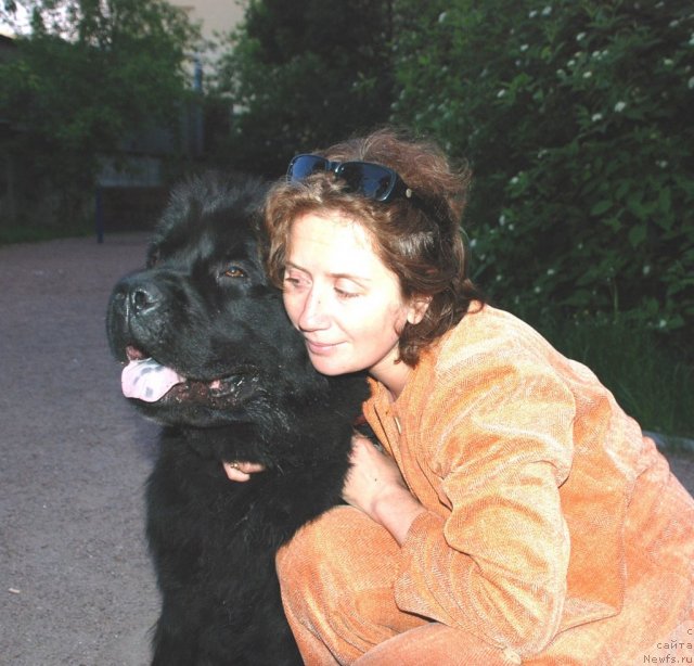 Фото: ньюфаундленд Tsinnamon Bel' Fra Sharmel iz Arkaima (Циннамон БельФра Шармэль из Аркаима), Natal'ya Selezneva (Наталья Селезнева)