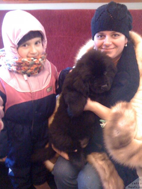 Фото: ньюфаундленд Sent Djons Handsel for Me (Сент Джонс Хендсел фо Ми), Elena Rozenfel'd (Елена Розенфельд)