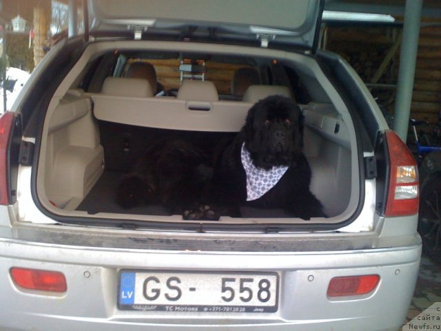 Фото: ньюфаундленд Gimenej Golden Star